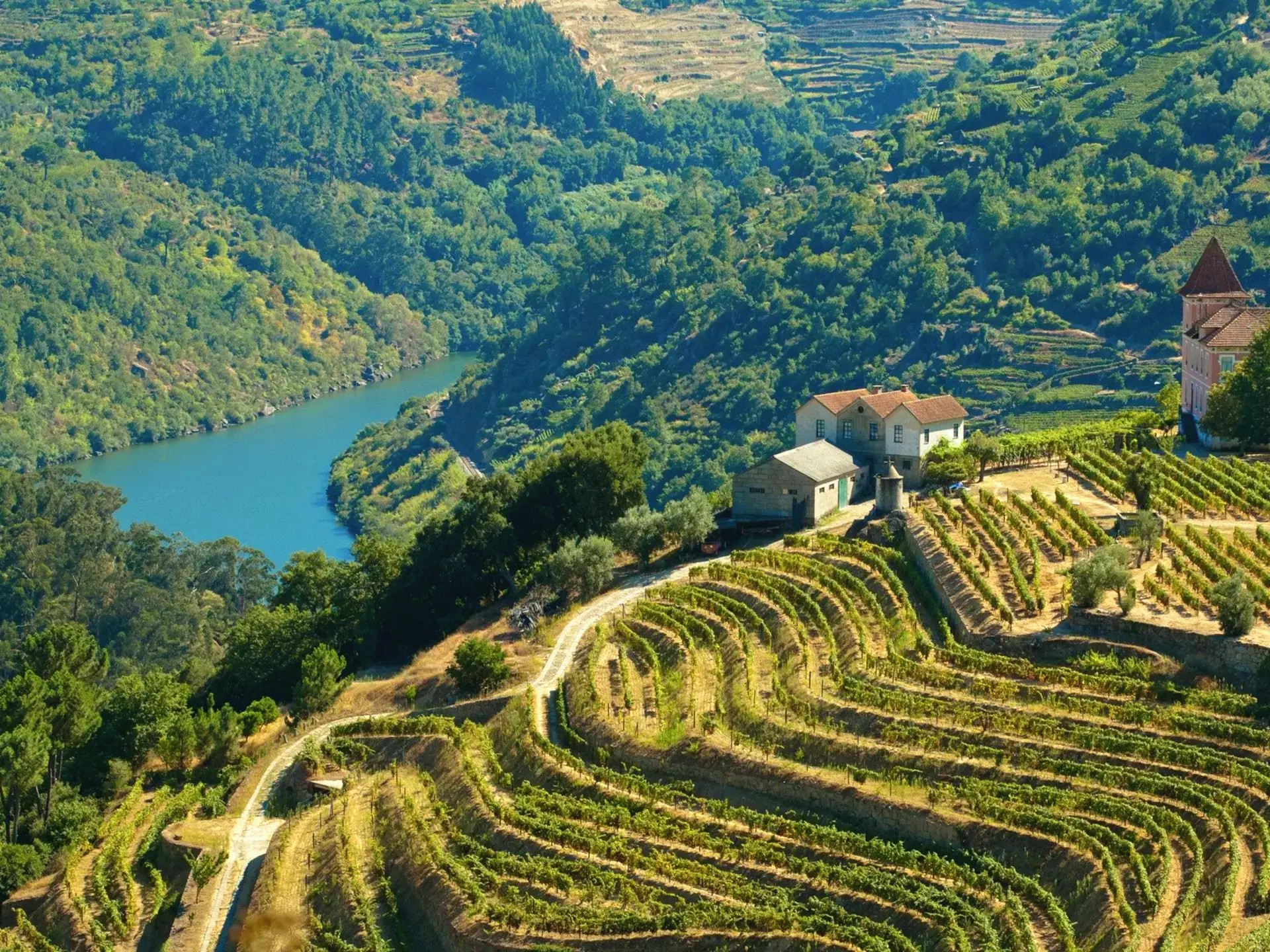 Terraced vineyards and the Douro river winding through the valley